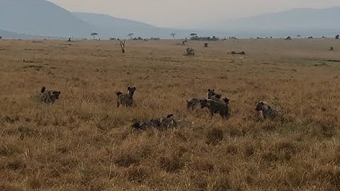 hyenas group stealing the food of lioness video