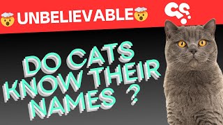 🤯 Unbelievable: The Science of Cats Recognizing Their Names by cats aid 576 views 2 weeks ago 3 minutes, 23 seconds