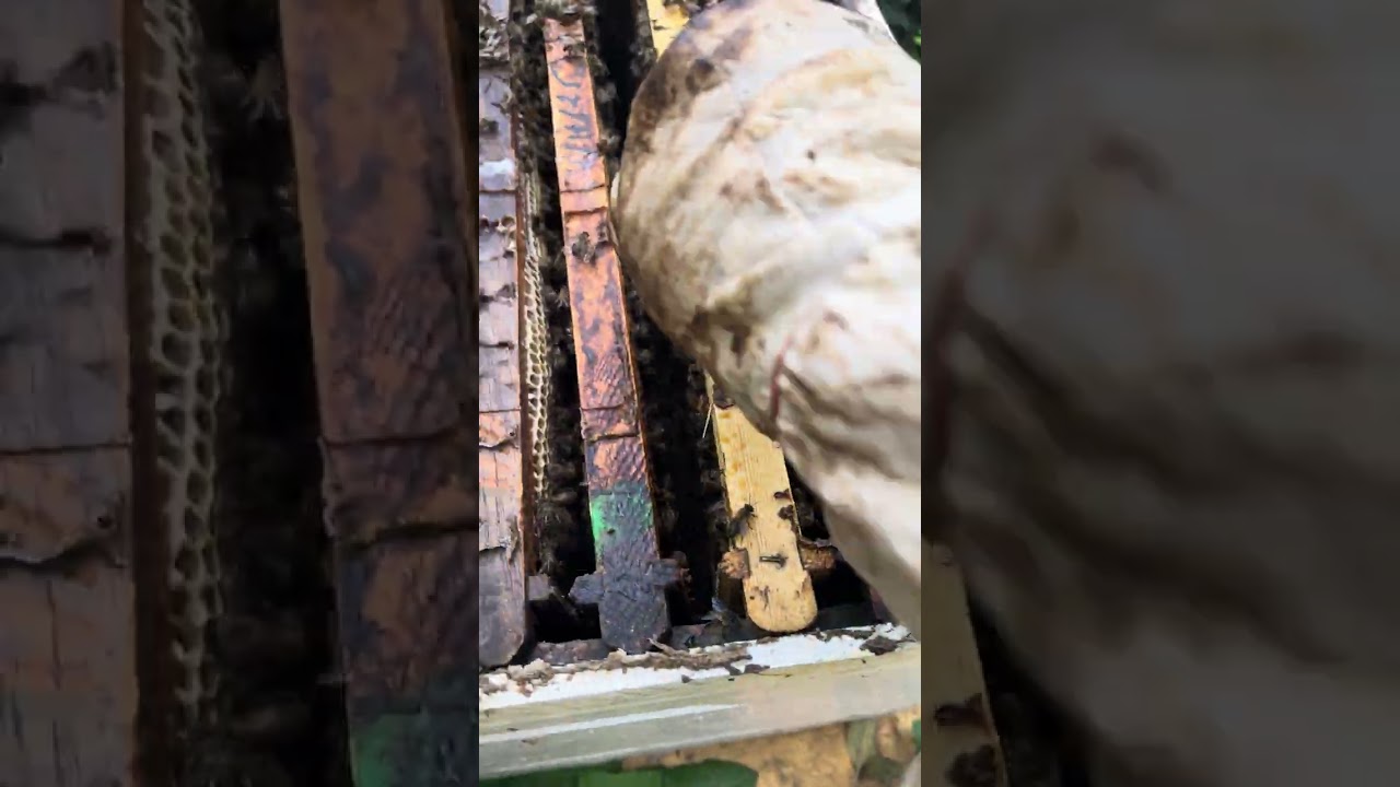 اطلالة على النحل وتقديم الكاندي كغداء في فصل الشتاء ومدى اقبال النحل عليه #foryou 