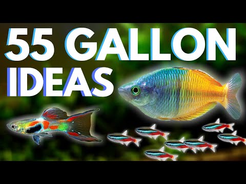 Videó: A legjobb hal a 55 gallon tartály számára