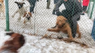 Много собак на площадке/разборки собак Много собак на площадке/разборки собак