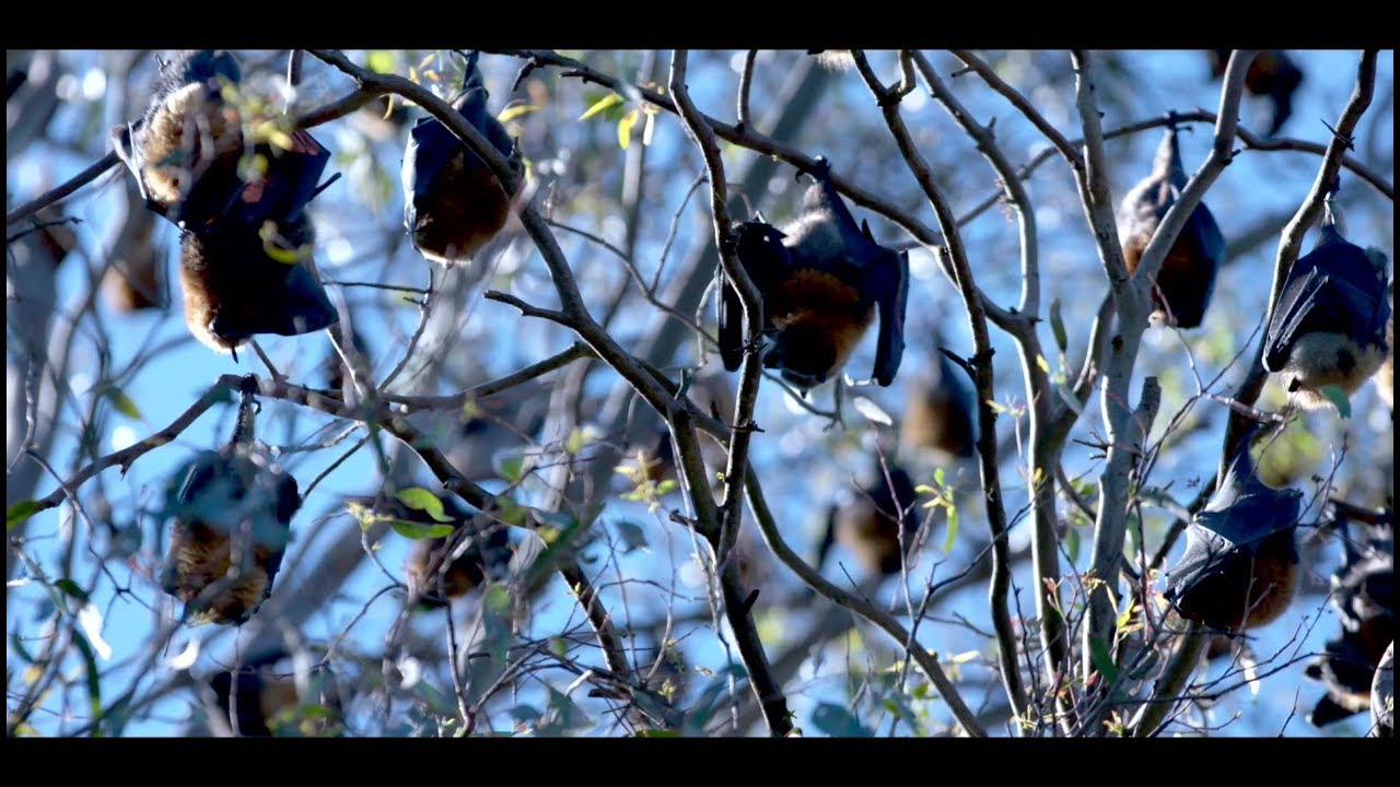 Parks Victoria volunteers -  Friends of Bats and Bushcare, Yarra Bend Park