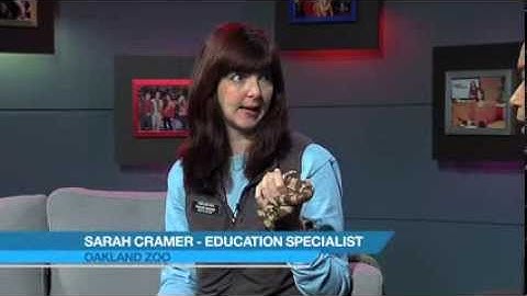 Wildlife Wednesday with the Oakland Zoo- California King Snake