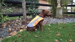 Alfie The Patterdale Terrier Tries His New Hi Viz Jacket