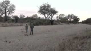 Elephant encounters with Ivan Carter