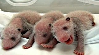 В Китае у панды родилась тройня, и впервые все выжили (новости)
