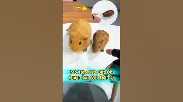 😱 Pha Mở Hộp Mù Bất Ngờ Được Capybara #thúcưng #vậtnuôi #chómèohàihước #funny #pets #cat #cute