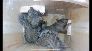 Eastern gray squirrel nest box.