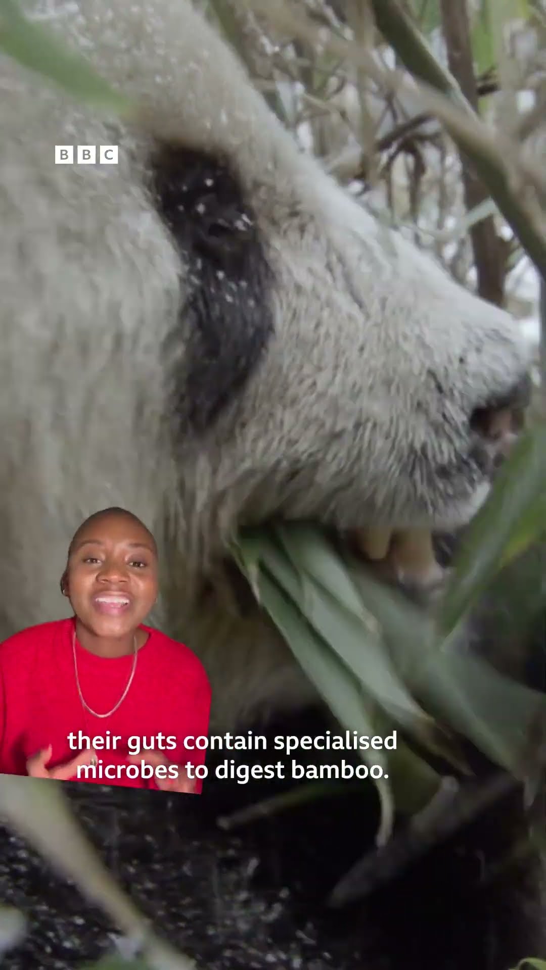 When your stomach says ‘meat’ but your heart says ‘bamboo'? #BBCEarthWildFiles #Pandas #Shorts
