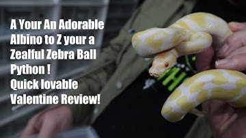 A-Z Lovable Review of our Ball Python collection for Valentines Day!