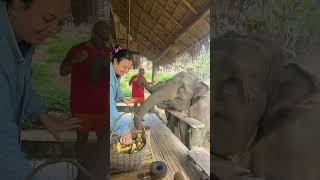 Feeding Wild Elephants in Their Beautiful Natural Habitat