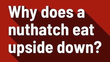 Why does a nuthatch eat upside down?