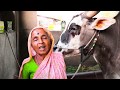 "गज्या"-भारतातील सगळ्यात मोठा बैल । "GAJYA"-india's biggest monster bull-2018