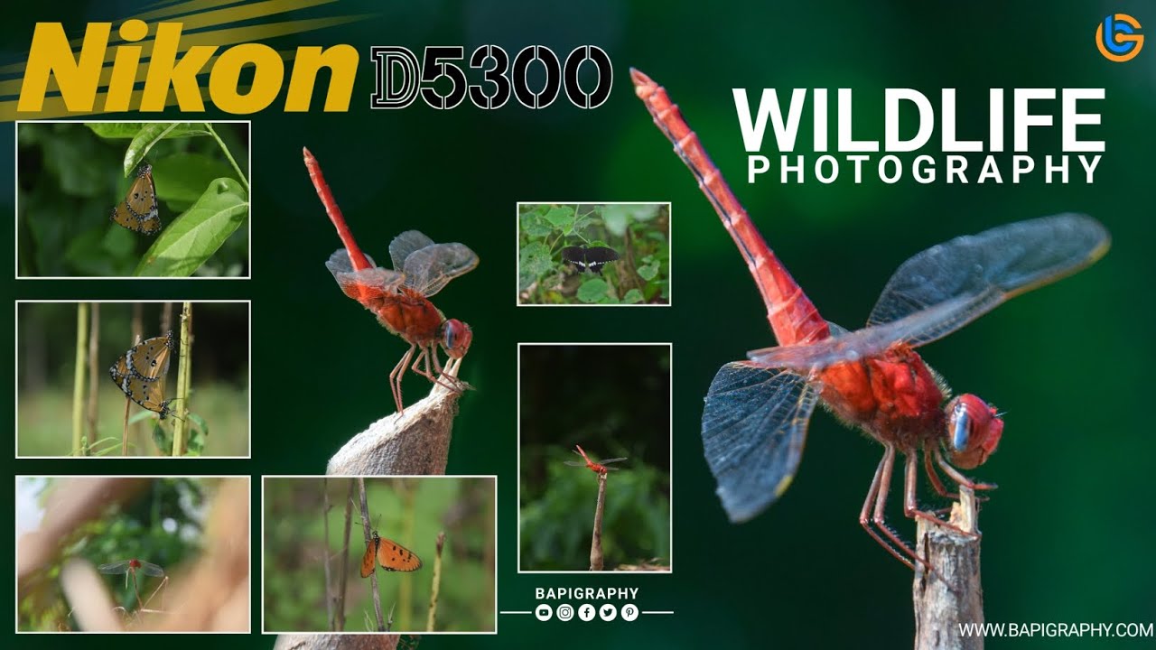 Nikon 18105mm Lens Wildlife Photography Nikon D5300 butterfly