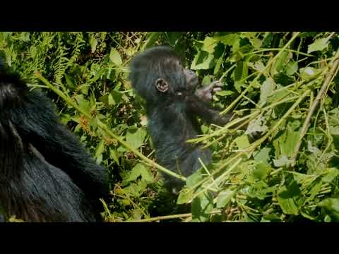 Tourilla Tours - Gorilla Trekking Uganda
