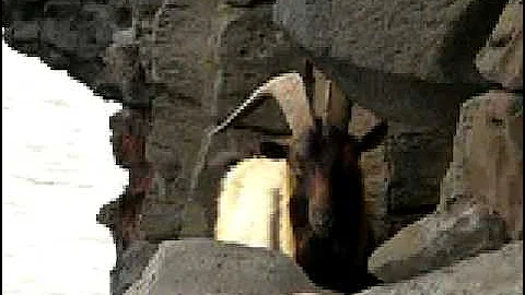 Hawaiian Feral Goat, you can hunt them DIY