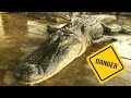 Hunting Alligators in the Swamp! (Dangerous)