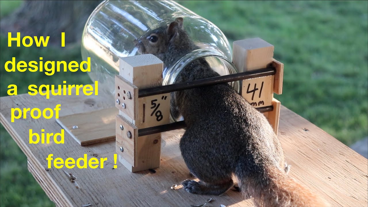 squirrel meme bird feeder