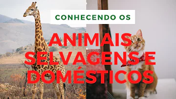 Como dar remédio de verme Albendazol infantil?