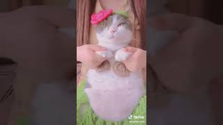 Am I cute kitten, funny cat, funny animals videos,