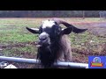 Blubbering Billgoat Makes Conversation With Woman