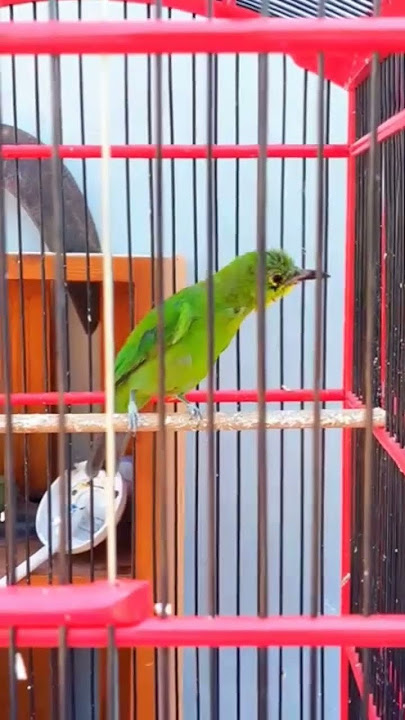 SUPER MEWAH Cucak ijo ph kuningan jantan GACOR JAMTROK
