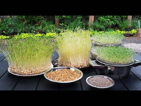 germination-des-graines-d'ambérique-et-des-graines-de-chia