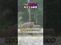 ゾウが大切な人と再会する瞬間#ゾウ #象