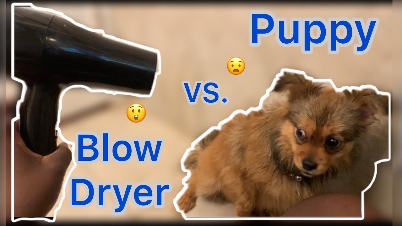 Puppy vs. Blow Dryer😳 Funny Scared Reaction 😂 YouTube