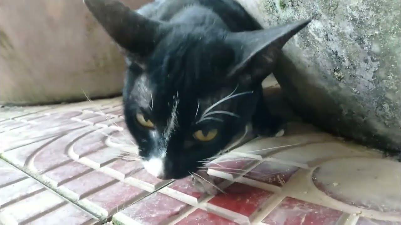 Little mouse swallowed by black cat YouTube