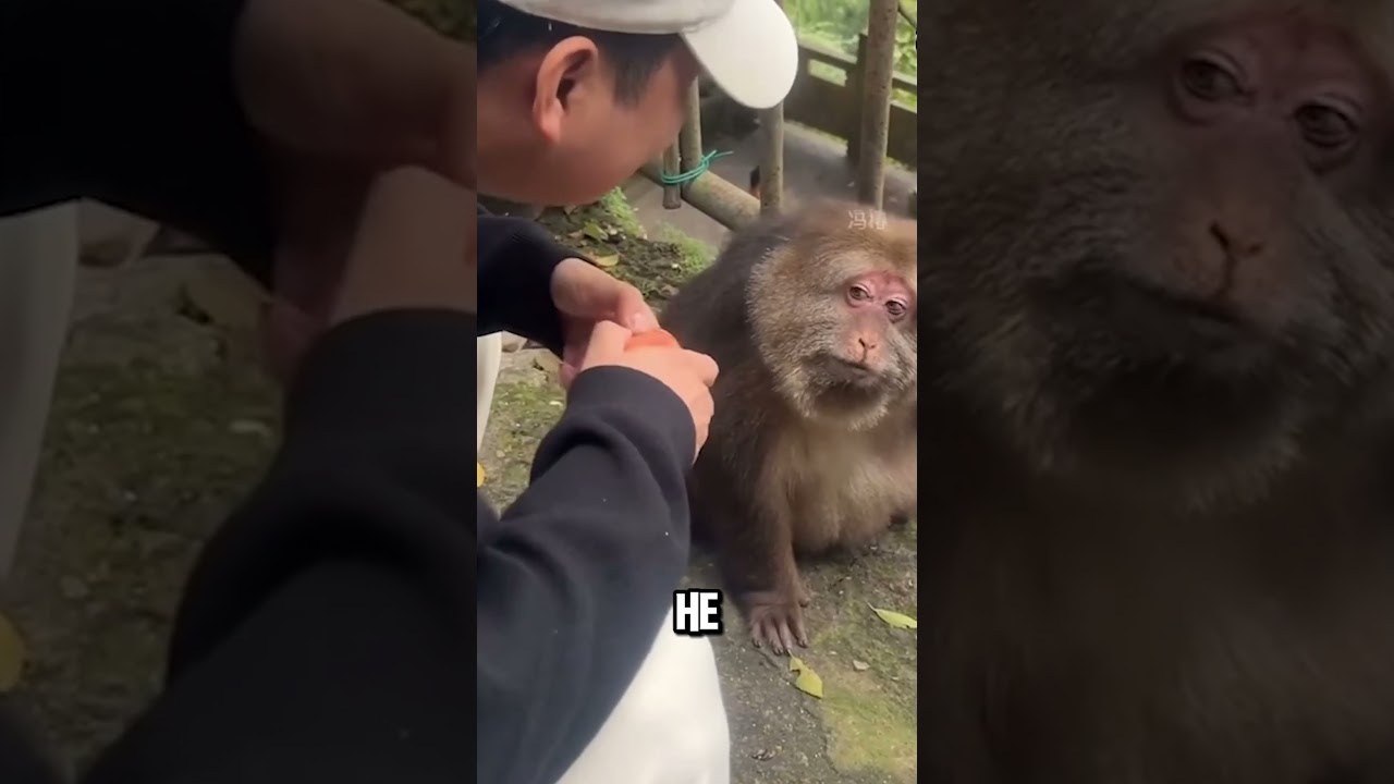 Shy Monkey Waiting for Food | So Cute! 🐒
