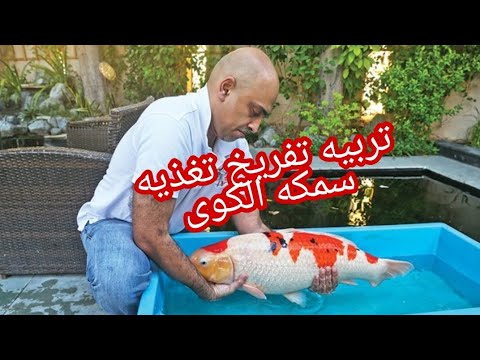 فيديو: حقائق حول أسماك كوي