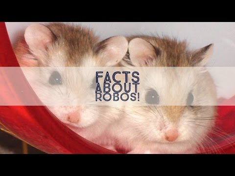 5-facts-about-roborovski-dwarf-hamsters
