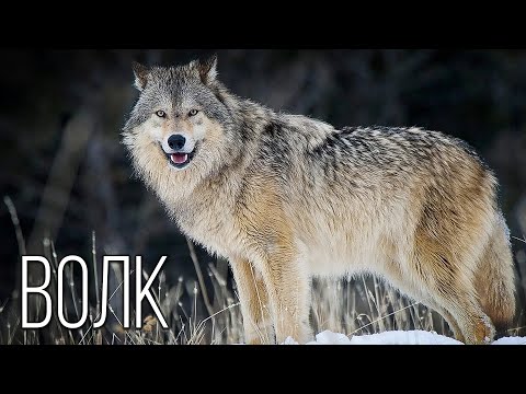 Video: 9 Gründe, warum Hundeleute in Beziehungen besser sind