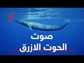 كشف حقيقة صوت الحوت الازرق هل هو حقيقي فعلا