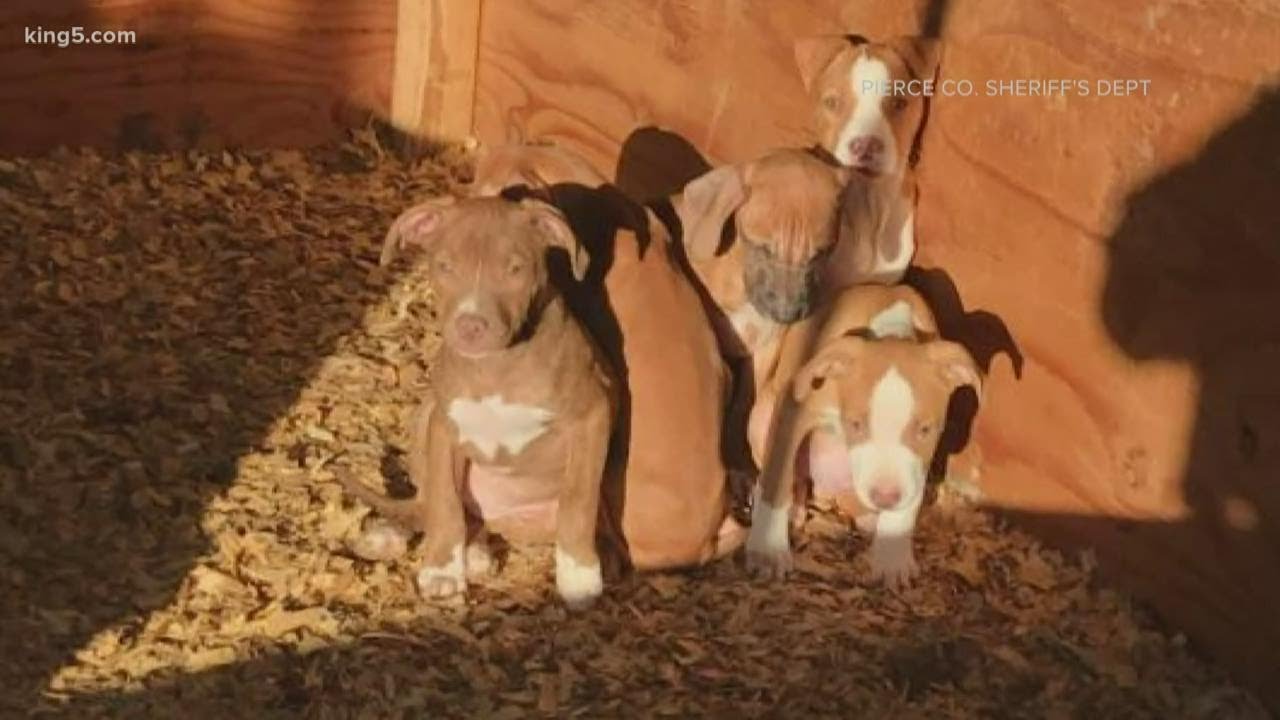 Dozens of dogs rescued from animal cruelty in Pierce County ready for ...