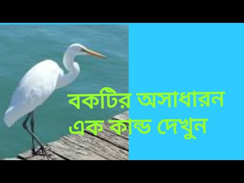 ভিডিও: পাখি গিলছে