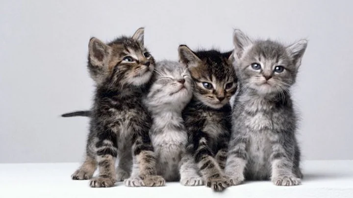 Video 10580981: funny baby cats cutest, funniest cats dogs, amazing funny cats, cat cute funny