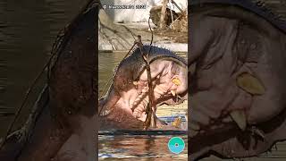 You Are Wrong If You Think, Thats Just A Still Water..