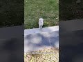 short leg but never stop to climb
