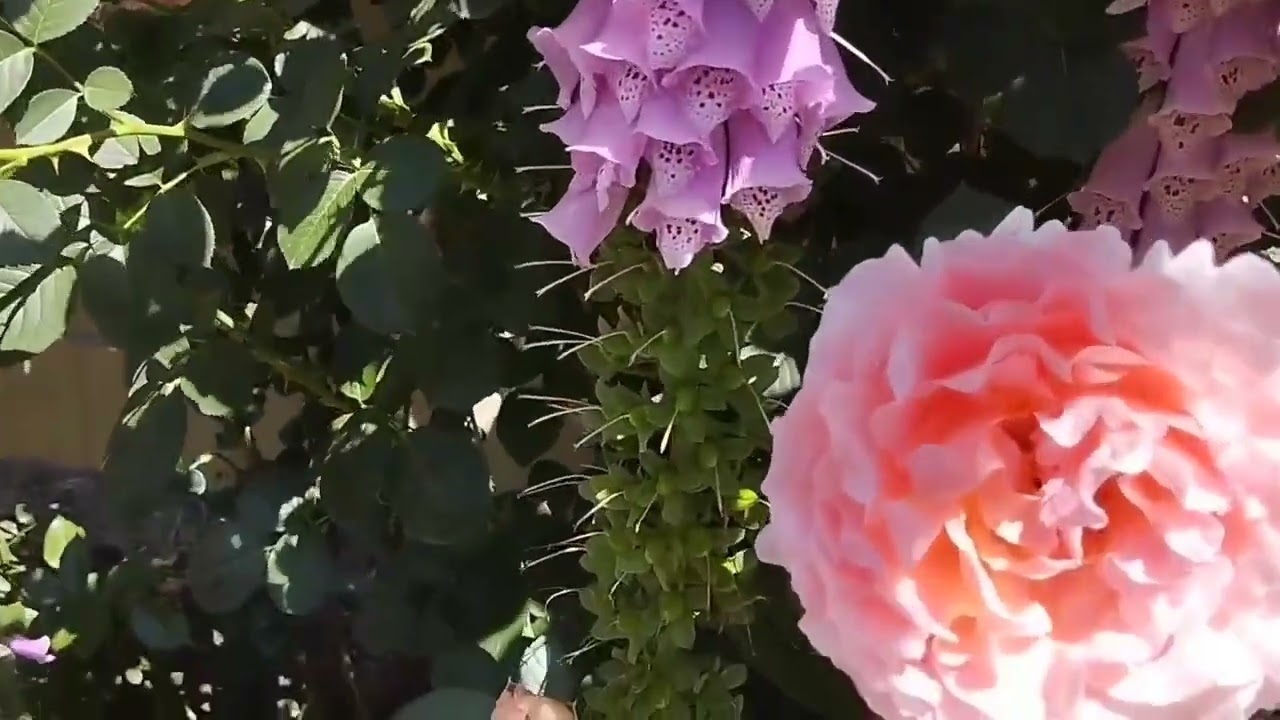 Правый розарий. 