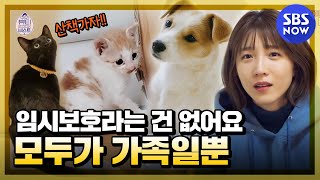 [뷰티 앤 더 비스트] 요약 '천재 고양이 다홍이와 새로운 가족을 만난 반려동물들 이야기' / 'Beauty And The Beast'  | SBS NOW