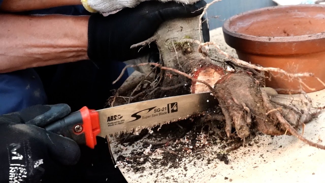 Shrinking privately owned Japanese fig trees [With subtitles