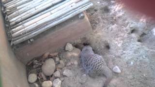 Funny Animals :Meerkat Manor Cute Meerkats screenshot 4