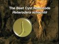 Beet Cyst Nematode Preview Clip