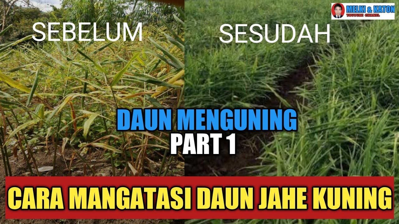 CARA CEPAT MENGATASI DAUN JAHE KUNING SEDERHANA TAPI AMPUH UDAMELKI