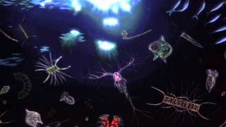 The Complex Lives of Plankton
