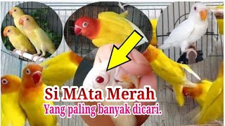 LOVEBIRD LUTINO MATA MERAH