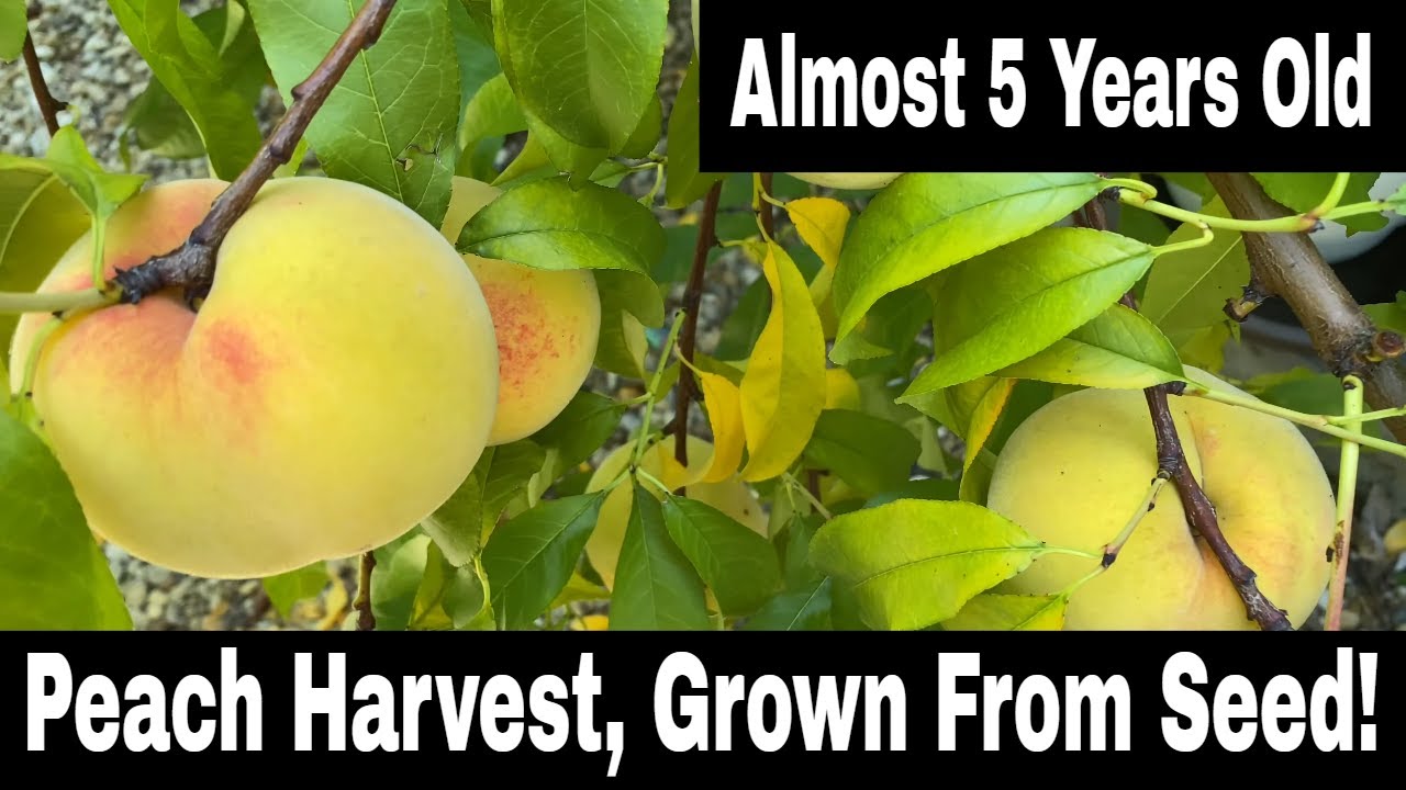 Персиковое дерево, выращенное из косточки — первый урожай!