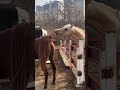 Trending Horse Mating Best Trending Horse Clip